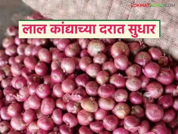 सोलापूर बाजार समितीत लाल कांद्याच्या आवकेबरोबर दरातही वाढ; वाचा कसा मिळतोय दर? - Marathi News | With the arrival of red onion in Solapur Market Committee, the price also increased; Read how the price is being obtained? | Latest News at Lokmat.com सोलापूर बाजार समितीत लाल कांद्याच्या आवकेबरोबर दरातही वाढ; वाचा कसा मिळतोय दर? - Marathi News | With the arrival of red onion in Solapur Market Committee, the price also increased; Read how the price is being obtained? | Latest News at Lokmat.com