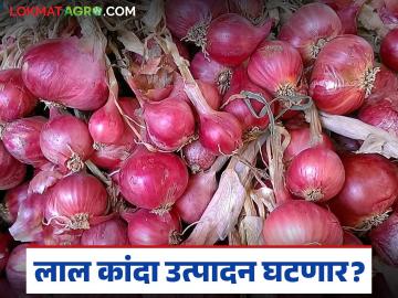 यंदा लाल कांद्याचे उत्पादन घटणार का? काय आहे नेमका अंदाज, वाचा सविस्तर - Marathi News | Latest News Lal Kanda Utpadan 40 percent damage to onion plants, production will decrease | Latest News at Lokmat.com यंदा लाल कांद्याचे उत्पादन घटणार का? काय आहे नेमका अंदाज, वाचा सविस्तर - Marathi News | Latest News Lal Kanda Utpadan 40 percent damage to onion plants, production will decrease | Latest News at Lokmat.com