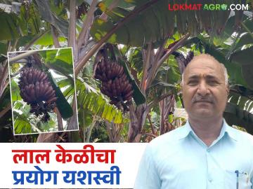 ओतूरचे शेतकरी शरदराव यांचा केळी शेतीत नवा प्रयोग; घेतले शुगर फ्री लाल केळीचे उत्पादन - Marathi News | Otur farmer Sharadrao's new experiment in banana farming; Produces sugar free red banana | Latest News at Lokmat.com