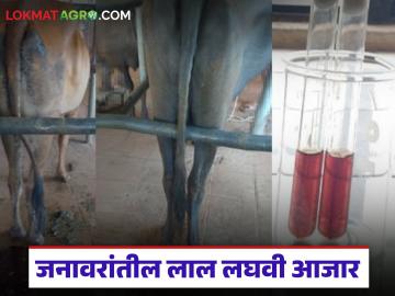 जनावरांतील लाल लघवी आजार कशामुळे होतो? काय आहेत कारणे? जाणून घ्या सविस्तर - Marathi News | What causes red urine disease in livestock? What are the causes? Learn in detail | Latest News at Lokmat.com