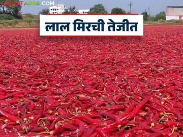 Lal Mirchi Bhav : मिरची ४०० पार! पण शेतकरी आनंदात नाहीत.. नेमकं काय चाललंय? - Marathi News | latest news Lal Mirchi Bhav: Chilli crosses 400! But farmers are not happy.. What is really going on? | Latest News at Lokmat.com