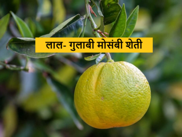 Grape Fruit : लाल- गुलाबी मोसंबी शेतीचा बोलबाला, विदर्भातील शेतकऱ्यांचे नवनवे प्रयोग  - Marathi News | Latest News Red-Pink Mosmbi Farming fruit farming experiment of farmers in Vidarbha  | Latest News at Lokmat.com
