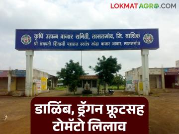 लासलगाव मार्केटला डाळिंब, ड्रॅगन फ्रूटसह टोमॅटो लिलाव, काय दर मिळाले?  - Marathi News | Latest News Lasalgaon Market auctioned tomatoes along with pomegranates, dragon fruit see details | Latest News at Lokmat.com