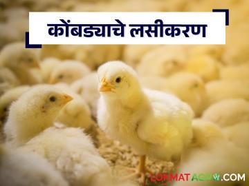 Poultry कुक्कुटपालन व्यवसाय करताय? रोगांपासून वाचण्यासाठी करा हा सोपा उपाय - Marathi News | Vaccinate, prevent diseases in chickens poultry birds | Latest agriculture News at Lokmat.com Poultry कुक्कुटपालन व्यवसाय करताय? रोगांपासून वाचण्यासाठी करा हा सोपा उपाय - Marathi News | Vaccinate, prevent diseases in chickens poultry birds | Latest agriculture News at Lokmat.com