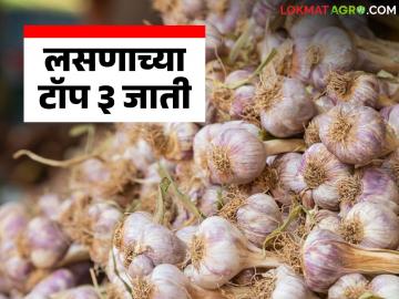 Garlic Varieties : रब्बी हंगामात लसणाच्या 'या' तीन जातींची लागवड करा, होईल लाखो रुपयांची कमाई Garlic Varieties : रब्बी हंगामात लसणाच्या 'या' तीन जातींची लागवड करा, होईल लाखो रुपयांची कमाई