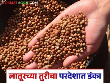 Tur Dal Market update: लातूरची तूर डाळ ऑस्ट्रेलिया, कॅनडा अन् दुबईत! वाचा सविस्तर - Marathi News | Tur Dal Market update: latest news Latur's Tur Dal in Australia, Canada and Dubai! Read in detail | Latest News at Lokmat.com