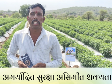 महाराष्ट्रातील शेतकरी वांगी, टोमॅटो, मिरचीसाठी लानेवो कीटकनाशक का वापरत आहेत? - Marathi News | Why farmers in Maharashtra are using Dhanuka's Lanevo insecticide for brinjal, tomato, chilli pest control | Latest News at Lokmat.com महाराष्ट्रातील शेतकरी वांगी, टोमॅटो, मिरचीसाठी लानेवो कीटकनाशक का वापरत आहेत? - Marathi News | Why farmers in Maharashtra are using Dhanuka's Lanevo insecticide for brinjal, tomato, chilli pest control | Latest News at Lokmat.com
