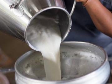 म्हशीच्या दूधाला प्रतिलिटर खर्च ७८ रुपये, सरकार देतयं ४९.५० रुपये ! - Marathi News | Buffalo milk costs 78 rupees per liter, the government pays 49.50 rupees! | Latest News at Lokmat.com