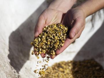 जनावरांना चारा कुठून द्यायचा? मोफत वैरण बियाणांसाठी शासनाची ही योजना - Marathi News | Where to feed the animals? This scheme of Govt for free Fertilized seeds | Latest News at Lokmat.com