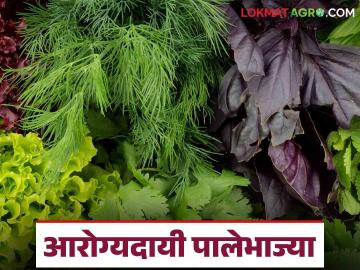 दररोज आहारात ह्या पालेभाज्या ठेवाल तर असा होईल आरोग्यासाठी फायदा; पाहूया सविस्तर - Marathi News | How will it benefit your health if you include these leafy vegetables in your daily diet? Let's see in detail | Latest News at Lokmat.com दररोज आहारात ह्या पालेभाज्या ठेवाल तर असा होईल आरोग्यासाठी फायदा; पाहूया सविस्तर - Marathi News | How will it benefit your health if you include these leafy vegetables in your daily diet? Let's see in detail | Latest News at Lokmat.com