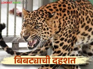 Bibtya Attack : बिबट्यासोबत जगायचे की मरायचे? कशी घ्याल काळजी वाचा सविस्तर - Marathi News | Bibtya Attack : Live or die with the leopard? How to take care read in detail | Latest News at Lokmat.com