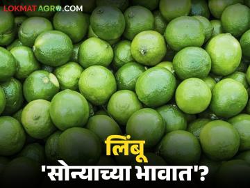 Lemon Market : उन्हाळ्याची सुरुवात आणि लिंबाचा दर गगनाला; पुढे अजून महागणार? - Marathi News | latest news Lemon Market: Summer begins and lemon prices skyrocket; Will it become even more expensive in the future? | Latest News at Lokmat.com Lemon Market : उन्हाळ्याची सुरुवात आणि लिंबाचा दर गगनाला; पुढे अजून महागणार? - Marathi News | latest news Lemon Market: Summer begins and lemon prices skyrocket; Will it become even more expensive in the future? | Latest News at Lokmat.com