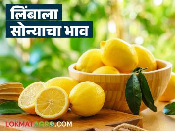 Lemon Market : उन्हाळ्यात लिंबाला सोन्याचे भाव; शेतकऱ्यांना कितपत फायदा? - Marathi News | latest news Lemon Market: Golden prices for lemons in summer; How much benefit do farmers get? | Latest News at Lokmat.com