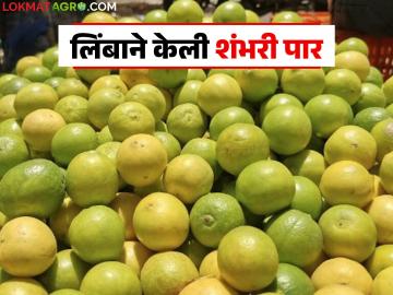 आठवडाभरापूर्वी ६० ते ७० रुपये किलोने मिळणाऱ्या लिंबाना आज काय मिळतोय दर? वाचा सविस्तर - Marathi News | What is the price of lemons that were fetching Rs 60 to Rs 70 per kg a week ago? Read in detail | Latest News at Lokmat.com