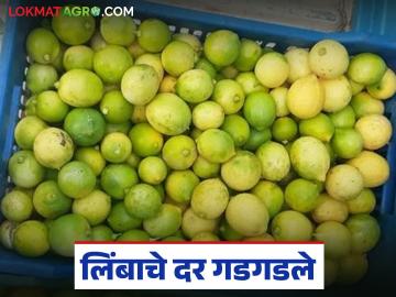 Lemon Market : लिंबूचे दर घसरले, चार वर्षातील सर्वात कमी भाव, सध्या काय भाव मिळतोय?  - Marathi News | Latest news limbu market Lemons priced at just 5 to 15 rupees per kg | Latest News at Lokmat.com