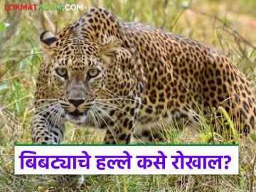 Leopard Attack : बिबट्याचे वाढते हल्ले रोखायचे तरी कसे? जाणून घ्या सविस्तर - Marathi News | Leopard Attack: How to prevent increasing leopard attacks? Know in detail | Latest News at Lokmat.com