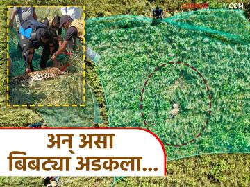 Leopard Rescue : गव्हाच्या शेतात लपलेला बिबट्या ड्रोनच्या साहाय्याने कसा पकडला? वाचा सविस्तर  - Marathi News | Latest News Leopard Rescue Leopard hidden in wheat field caught with help of drone in nashik | Latest News at Lokmat.com