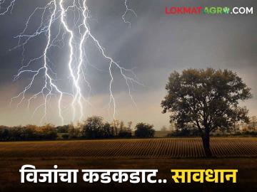 Lightning Care विजांचा कडकडाट; शेतकऱ्यांनो कशी बाळगाल सावधानता - Marathi News | Lightning Care; Lightning; How should farmers be careful? | Latest News at Lokmat.com