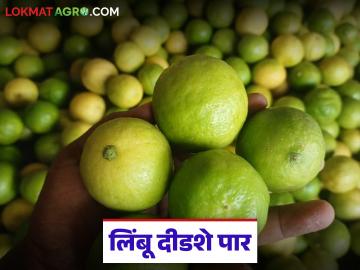 गेल्या वर्षीच्या तुलनेत यंदा लिंबाच्या दरात मोठी वाढ; वाचा किलोला काय मिळतोय भाव? - Marathi News | There has been a big increase in the price of lemons this year compared to last year; Read what price is being paid per kilo? | Latest News at Lokmat.com