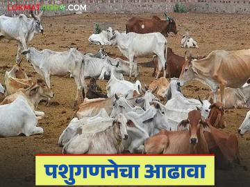 21st National Livestock Census : बुलढाणा जिल्ह्यात पशुगणनेची काय आहे स्थिती जाणून घ्या सविस्तर - Marathi News | 21st National Livestock Census: Know the status of livestock census in Buldhana district in detail | Latest News at Lokmat.com