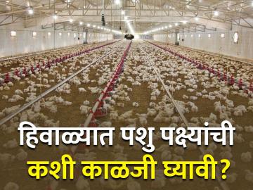 हिवाळ्यात पशु पक्ष्यांची कशी काळजी घ्यावी? डॉ. श्याम पाटील यांचं आवाहन  - Marathi News | Latest News Advice for livestock ani poultry farm birds in winter | Latest News at Lokmat.com