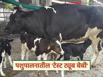 उच्च वंशावळीच्या एकाच गायीपासून आता वर्षाकाठी ४० ते ५० वासरे मिळणार; आलंय 'हे' नवीन तंत्रज्ञान - Marathi News | Now 40 to 50 calves can be produced per year from a single cow of high pedigree; 'This' new technology has arrived | Latest News at Lokmat.com