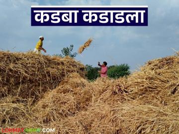 जनावरांच्या चाऱ्याचे दर मोठ्या प्रमाणात वाढले; शाळूच्या कडब्याला शेकडा काय मिळतोय दर? - Marathi News | Animal feed prices have increased significantly; what percentage is the school's food getting? | Latest News at Lokmat.com