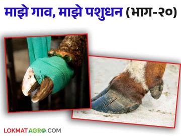 Animal Care Tips : पावसाळ्यात जनावरे का लंगडतात? कशी घ्याल खुरांची काळजी - Marathi News | Why do animals limp in monsoon? How to take care of hooves | Latest News at Lokmat.com