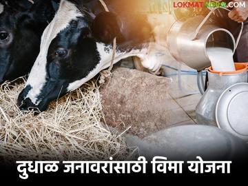 दुधाळ जनावरांसाठी हवामान आधारित विमा योजना; काय आहे योजना? जाणून घ्या सविस्तर - Marathi News | Weather-based insurance scheme for dairy animals; What is the scheme? Know in detail | Latest News at Lokmat.com