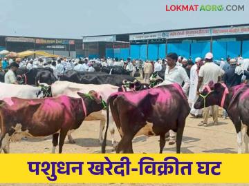 Agriculture News : कोरोनानंतर पशुधन खरेदी विक्री व्यवहारात दहापट घट, वाचा सविस्तर  - Marathi News | Latest News Tenfold decrease in livestock buying and selling transactions after Corona, read in detail  | Latest News at Lokmat.com