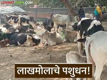 Livestock Market : पावसाची साथ, पण खरेदीदार गायब! 'या' बाजारात नेमकं काय घडलं? - Marathi News | latest news Livestock Market: Rains, but buyers disappear! What exactly happened in 'this' market? | Latest News at Lokmat.com