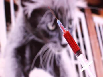 पशुखाद्य, औषधांचे दर तब्बल ४० टक्के वाढले - Marathi News | The prices of animal feed and medicines increased by almost 40 percent | Latest News at Lokmat.com