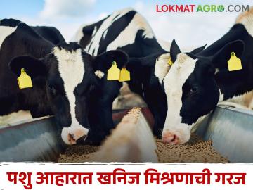 जनावरांत खनिज मिश्रणाची कमतरता असेल तर काय आढळतात लक्षणे - Marathi News | What are the symptoms of mineral deficiency in animals? | Latest News at Lokmat.com