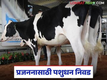 दुग्धव्यवसायात उत्तम प्रजननाकरीता गाई व म्हशींची निवड कशी करावी? काय आहेत निकष? - Marathi News | How to select cows and buffaloes for good breeding in dairy farming? What are the criteria? | Latest News at Lokmat.com दुग्धव्यवसायात उत्तम प्रजननाकरीता गाई व म्हशींची निवड कशी करावी? काय आहेत निकष? - Marathi News | How to select cows and buffaloes for good breeding in dairy farming? What are the criteria? | Latest News at Lokmat.com