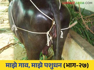 गाई म्हशीचे मायांग का बाहेर पडते? कसे कराल उपाय वाचा सविस्तर - Marathi News | Why does the Prolapse of uterus livestock? How to do the solution read in detail | Latest News at Lokmat.com