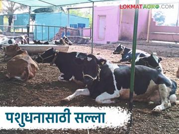 Take Care of Livestock : पशुपालकांनो...उन्हापासून संरक्षणासाठी गोठ्यात हवा खेळती ठेवा - Marathi News | Take Care of Livestock : Livestock keepers... keep the air in the cowshed to protect from the sun | Latest News at Lokmat.com Take Care of Livestock : पशुपालकांनो...उन्हापासून संरक्षणासाठी गोठ्यात हवा खेळती ठेवा - Marathi News | Take Care of Livestock : Livestock keepers... keep the air in the cowshed to protect from the sun | Latest News at Lokmat.com