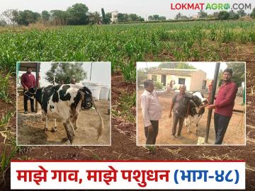 जनावरांना किरळ लागले हे कसे ओळखावे? व त्यावर तात्काळ काय उपाय करावेत? वाचा सविस्तर - Marathi News | how to recognize if hydrocyanic acid poisoning in livestock and what to do about it read in detail | Latest News at Lokmat.com जनावरांना किरळ लागले हे कसे ओळखावे? व त्यावर तात्काळ काय उपाय करावेत? वाचा सविस्तर - Marathi News | how to recognize if hydrocyanic acid poisoning in livestock and what to do about it read in detail | Latest News at Lokmat.com