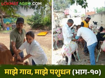 जनावरांत रोग आल्यानंतर उपचार करून खर्च करत बसण्यापेक्षा रोग होऊच नये म्हणून काय कराल? - Marathi News | What can you do to prevent the disease from occurring instead of spending money on treatment after the disease in livestock? | Latest News at Lokmat.com