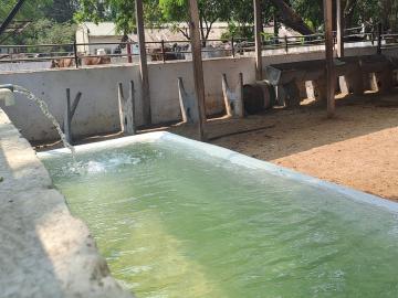 जनावरांना पिण्यासाठी कोणते पाणी आवडते? - Marathi News | What type water do animals like to drink? | Latest News at Lokmat.com