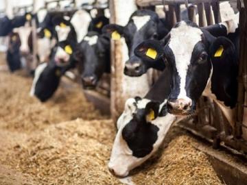 सर्जा-राजा'ची कुंडली ठेवा आता मोबाइलवर! - Marathi News | Put Sarja-Raja's horoscope on mobile now! | Latest News at Lokmat.com