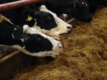 टंचाईची दाहकता वाढली; चाऱ्यासाठी होतेय धावपळ - Marathi News | Deficiency increased inflammation; There is a rush for fodder | Latest News at Lokmat.com टंचाईची दाहकता वाढली; चाऱ्यासाठी होतेय धावपळ - Marathi News | Deficiency increased inflammation; There is a rush for fodder | Latest News at Lokmat.com