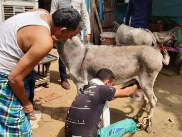 अबब... गाढविणीचे दूध १३५० रुपये लीटर - Marathi News | Donkey milk Rs 1350 per litre! | Latest News at Lokmat.com