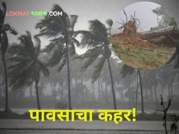 Heavy Rain : पूर्वमोसमी पावसाचे थैमान! केळी पीक भुईसपाट; नर्सरींचे शेडही जमीनदोस्त - Marathi News | Heavy Rain pre-monsoon rain! Banana crop land; The sheds of the nurseries are also destroyed | Latest agriculture News at Lokmat.com