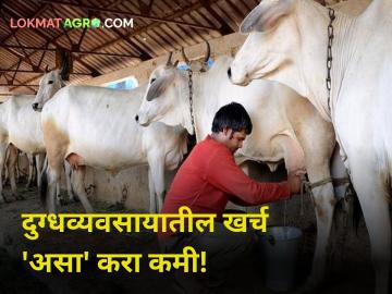 Smart Dairy Farming : दुग्धव्यवसाय फायद्यात राहण्यासाठी चाऱ्यावरील खर्च करा कमी - Marathi News | Smart Dairy Farming In dairy farming save money in this housemade option | Latest agriculture News at Lokmat.com