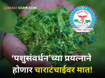 Animal Husbandry : चाराटंचाईवर मात करण्यासाठी पशुसंवर्धन विभागाची साकारात्मक पावले - Marathi News | Animal Husbandry Department takes concrete steps to overcome fodder shortage | Latest agriculture News at Lokmat.com