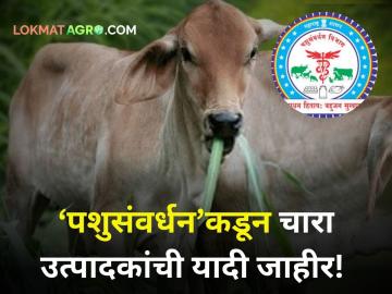 जनावरांना चारा कमी पडतोय? इथे या...; पशुसंवर्धन विभागाने जारी केलीये चारा उत्पादकांची यादी - Marathi News | Are animals running low on fodder? Come here...; List of fodder vendors issued by Animal Husbandry Department | Latest agriculture News at Lokmat.com