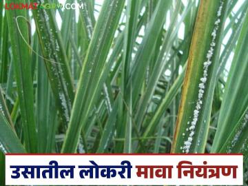 Lokari Mava : उसावरील लोकरी मावा नियंत्रणासाठी करा हे सोपे जैविक उपाय - Marathi News | Lokari Mava : Follow these simple biological measures to control woolly aphids on sugarcane | Latest News at Lokmat.com Lokari Mava : उसावरील लोकरी मावा नियंत्रणासाठी करा हे सोपे जैविक उपाय - Marathi News | Lokari Mava : Follow these simple biological measures to control woolly aphids on sugarcane | Latest News at Lokmat.com