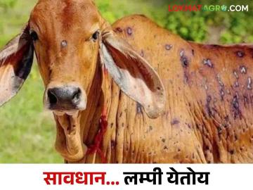 Lumpy Skin Disease : लम्पी रोगाने पुन्हा डोके वर काढले पशुपालक चिंतेत वाढ - Marathi News | Lumpy Skin Disease: Lumpy skin disease has come again, worrying livestock farmers | Latest News at Lokmat.com