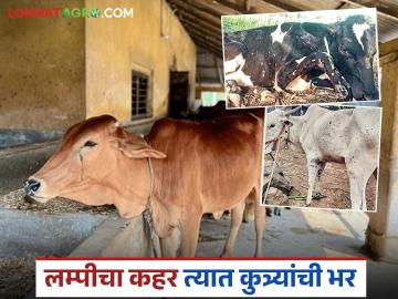 भटक्या कुत्र्यांचा उच्छाद; लम्पीमुळे अडचणीत असेलल्या पशुपालकांवर आलंय 'हे' नव संकट - Marathi News | Stray dogs attack; This new crisis has hit livestock keepers who were already in trouble due to lumpy dogs | Latest News at Lokmat.com