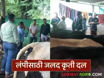 Lumpy Disease : नाशिक जिल्हा परिषदेकडून लंपी नियंत्रणासाठी जलद कृती दल, वाचा सविस्तर  - Marathi News | Latest news Lumpy Disease Nashik Zilla Parishad takes measures for lumpy control, read in detail | Latest News at Lokmat.com